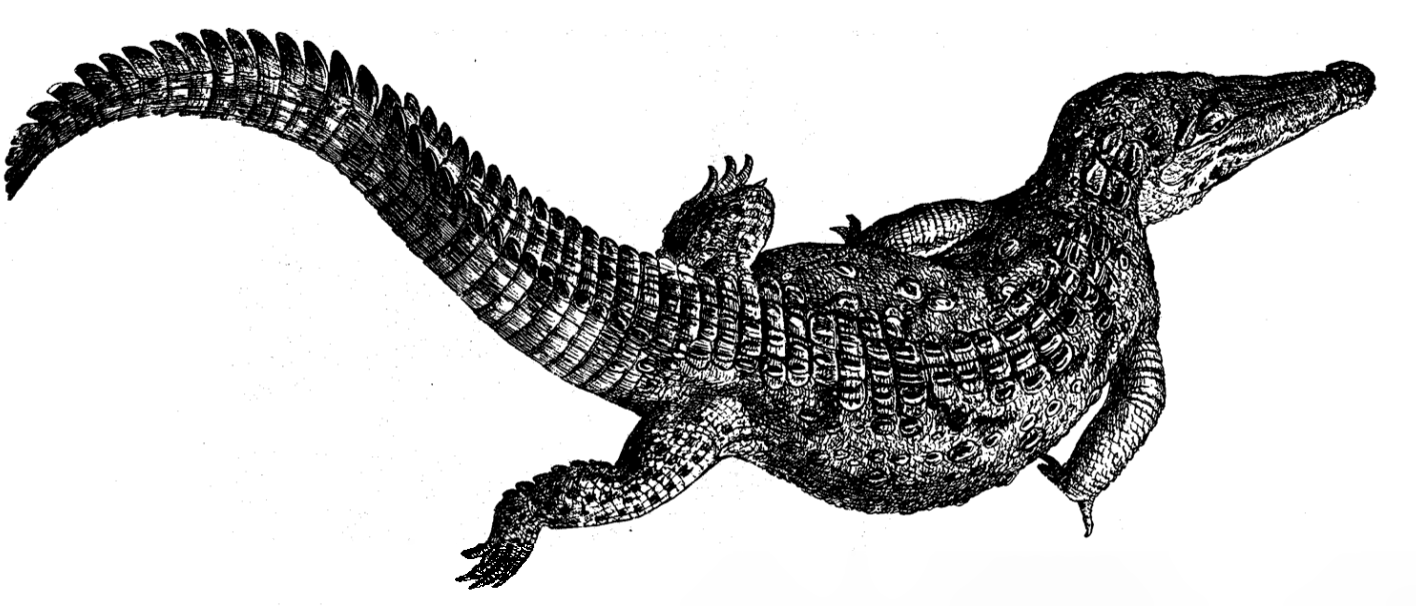 Sea Gators «Draguns» by Unknown