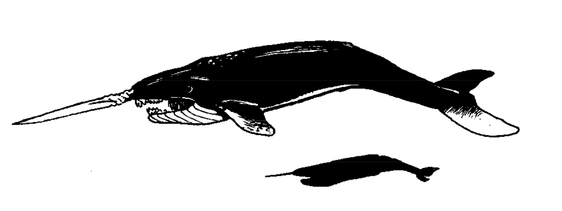 Rammers «Blade Whale»