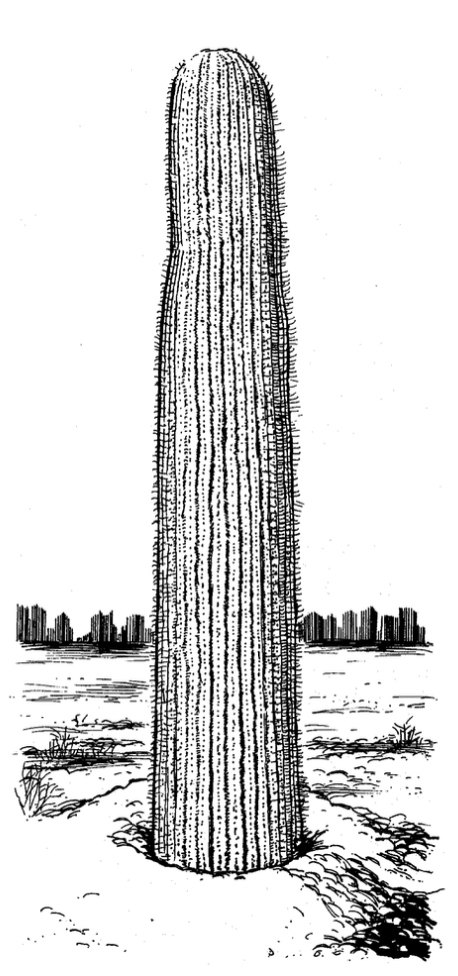 Spiny Recluses «Deng Kheshes»