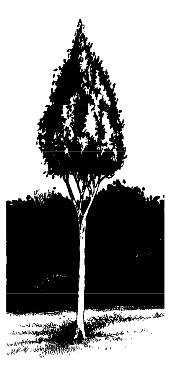 Friendlies «Harmony Tree»